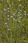 Common blue-eyed grass